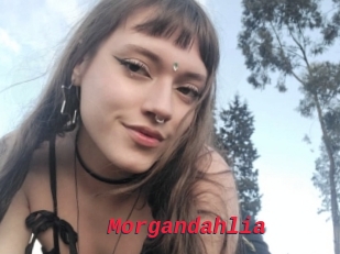 Morgandahlia
