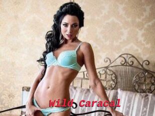 Wild_Caracal